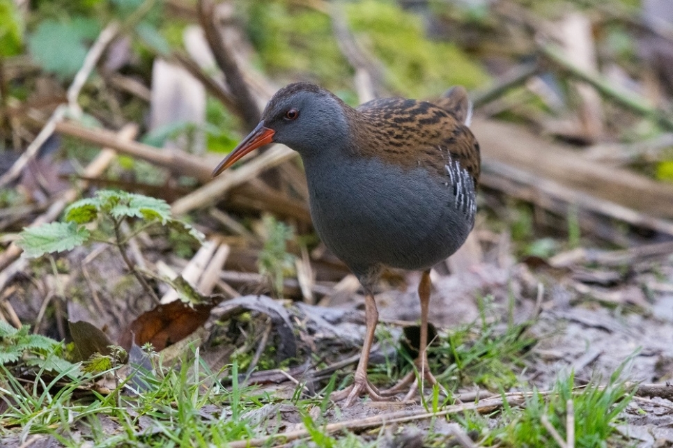 View: Birding for Beginners